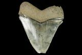 Serrated, Fossil Megalodon Tooth - Glossy Enamel #125326-1